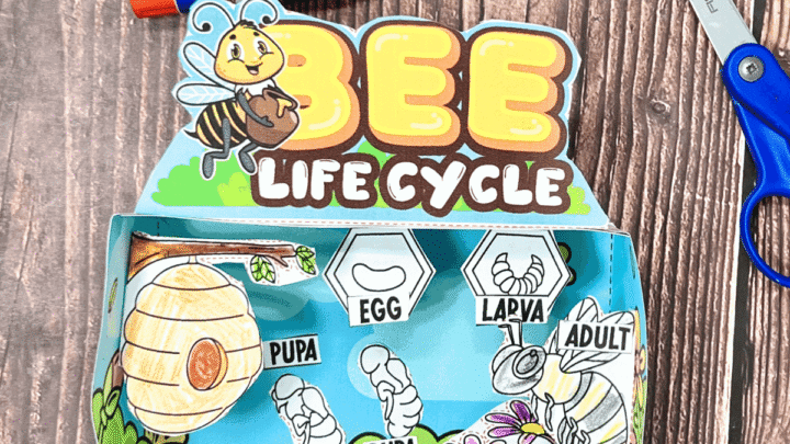 bee life cycle activity square.png